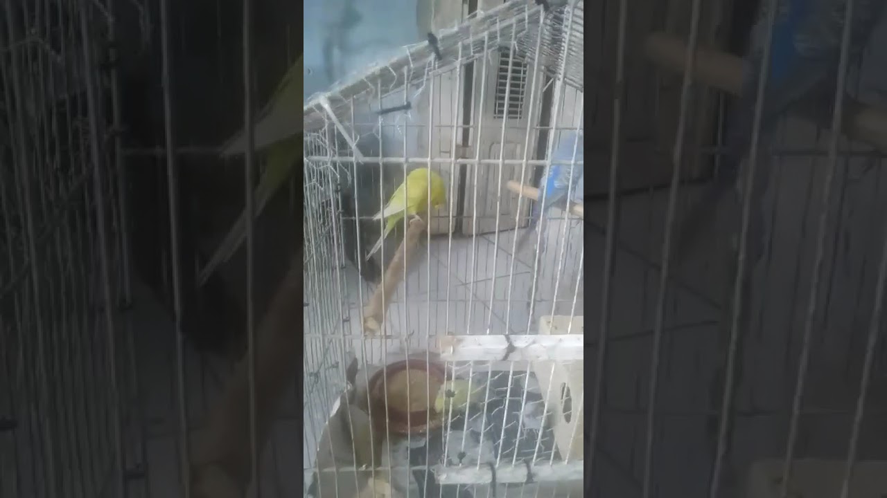 Mostra no dia a dia de meus periquito australiano 