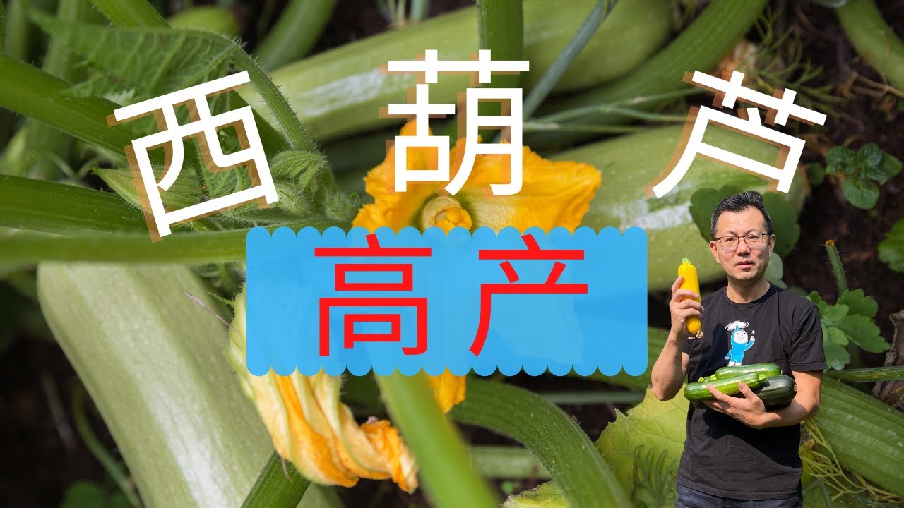 西葫芦高产的五个要点！