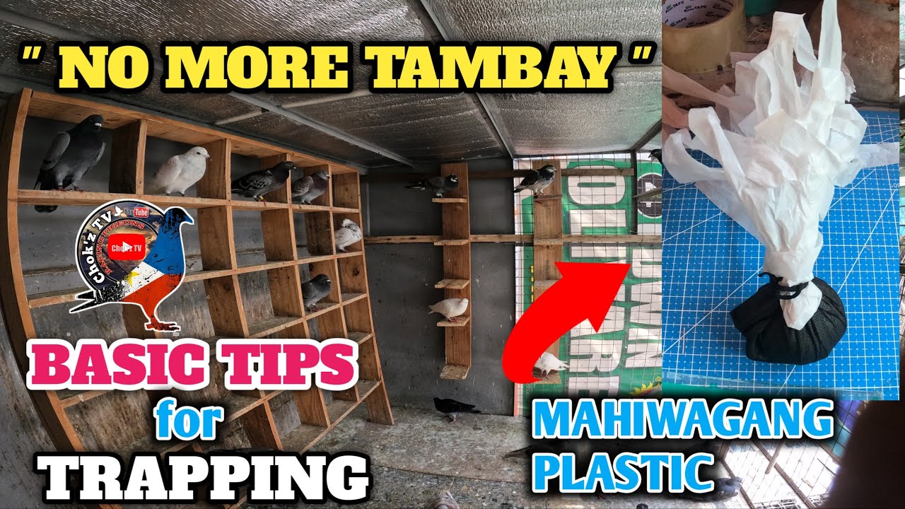 PARAAN PARA MAIWASAN ANG PAG TAMBAY NG ATING NGA KALAPATI 😁 / PIGEON TIPS