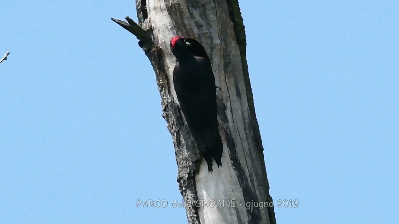 Picchio Nero nel Parco delle Groane HD