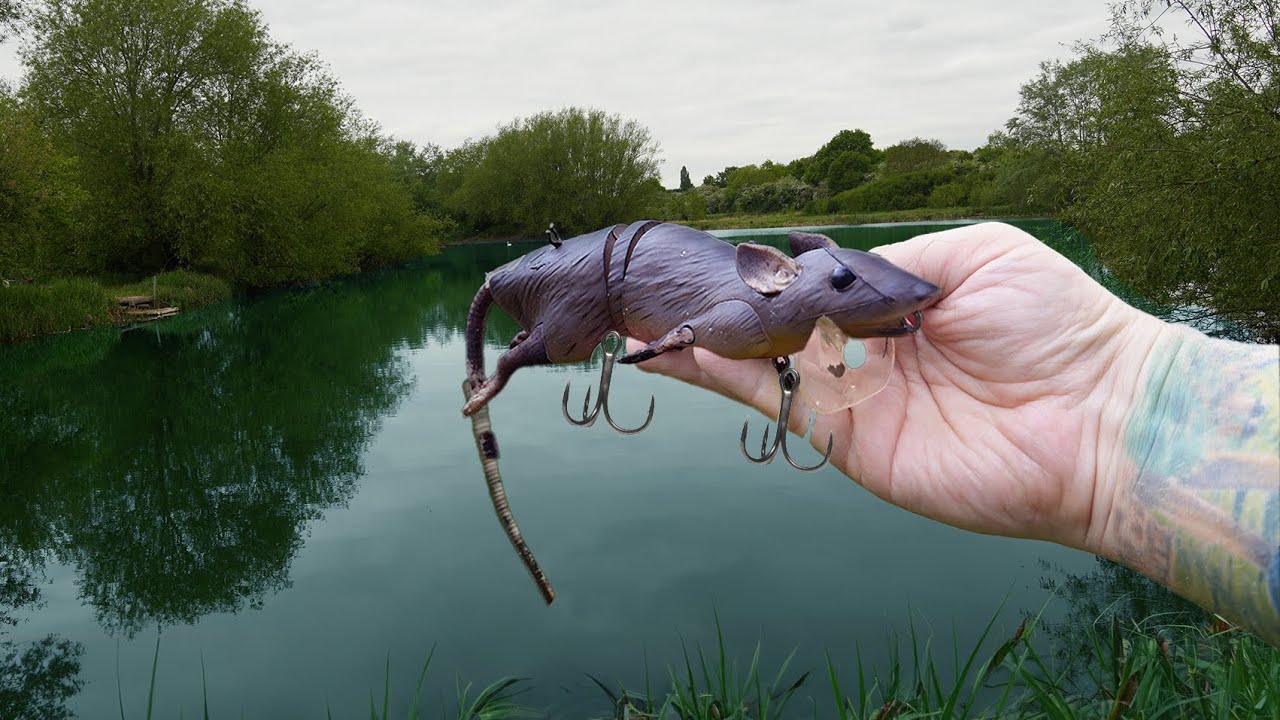 I Threw A Giant Rat Lure Into a Carp Lake!