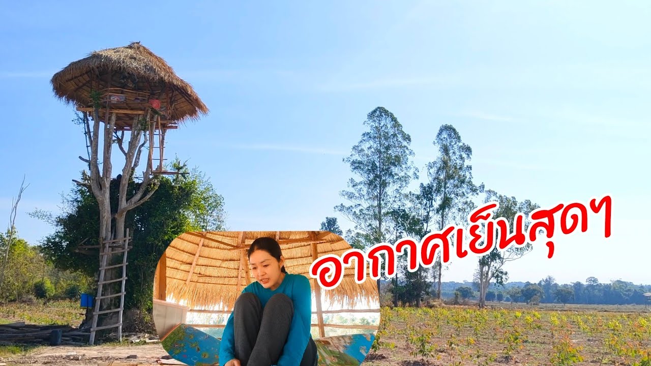 นอนบนห้างต้นข่อยสูง นาดงหนองมะกอก กับอากาศที่เย็นสุดๆ  29/01/69 #camping on tree