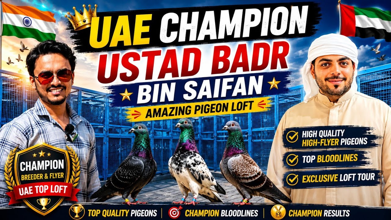 UAE Champion Ustad Badr Bin Saifan | Amazing Pigeon Loft | High Quality High-flyer Pigeons
