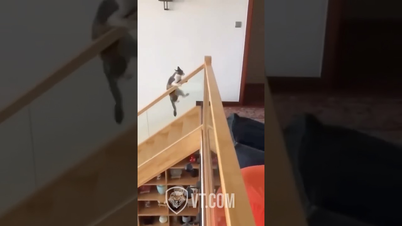 Will He Make It to the Top? 😹
