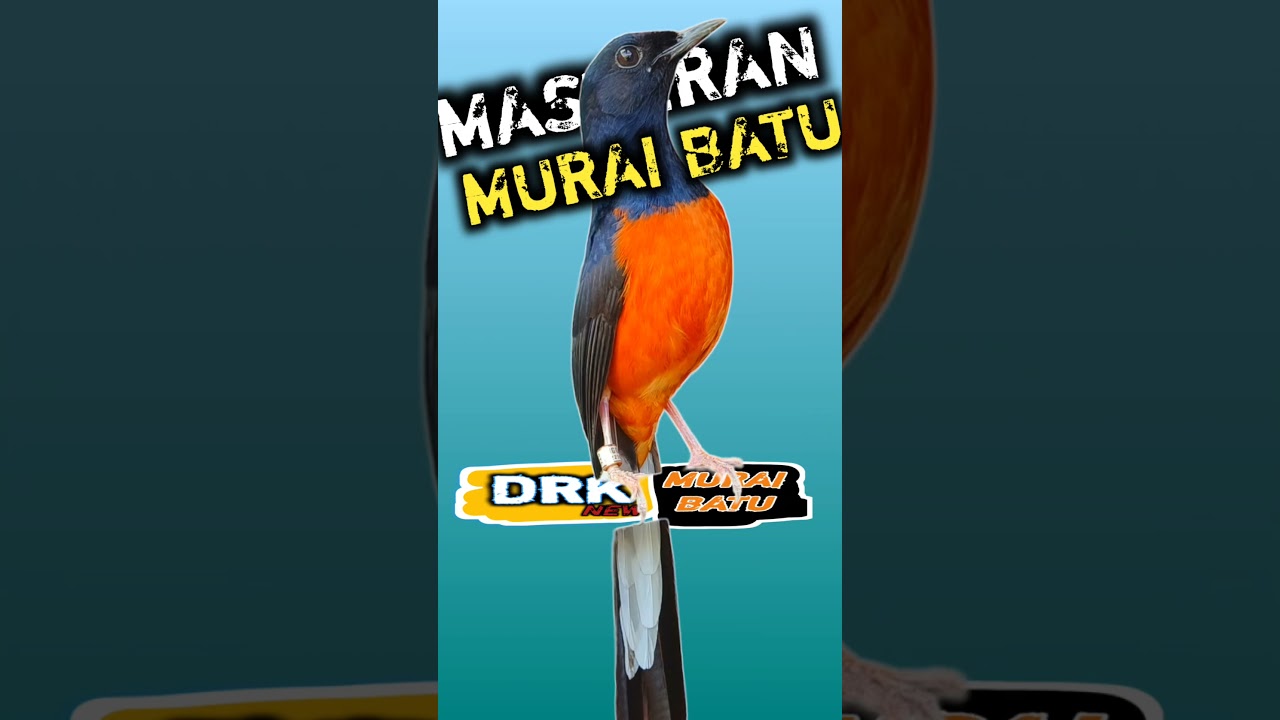 MASTERAN MURAI BATU JUARA DRK MURAI BATU