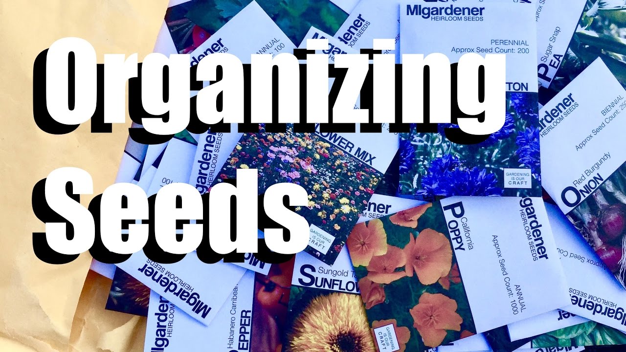 How I Organized My Seed Collection -  DIY,  Simple & Inexpensive