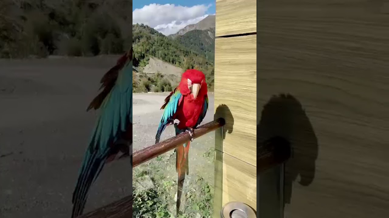 Tutuqusu🦜