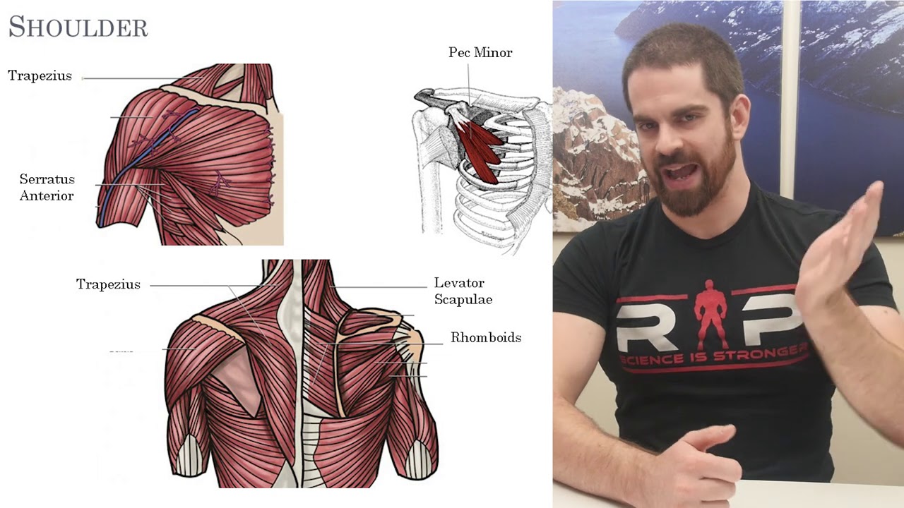 Dr. James on Movement Anatomy PT 2- Shoulder