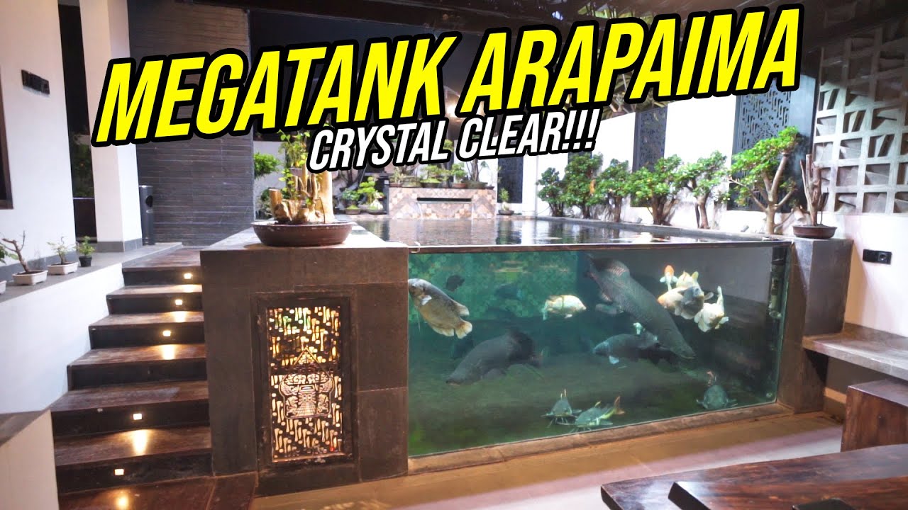 GILA!!! MEGATANK ARAPAIMA FULL SMART SYSTEM CRYSTAL CLEAR!!!