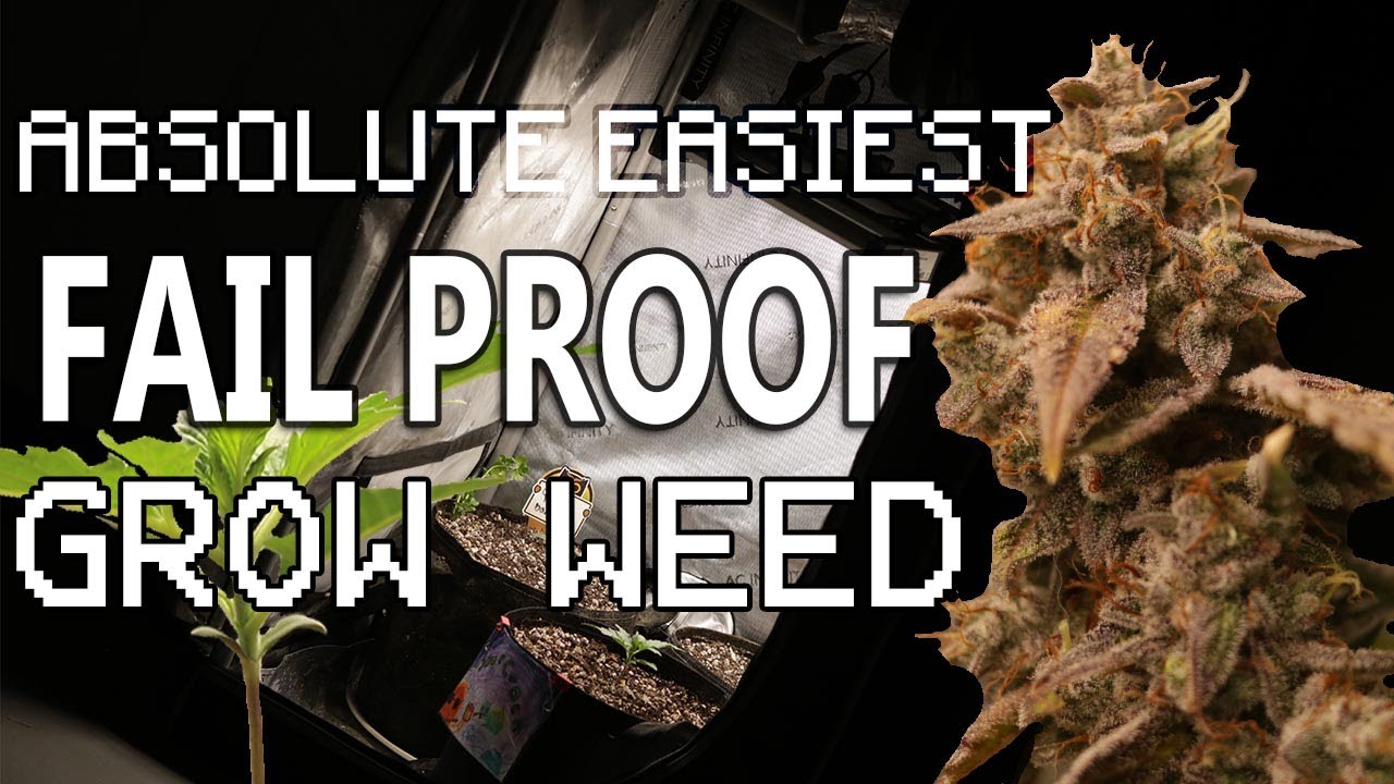 ABSOLUTE EASIEST FAIL PROOF WAY TO GROW WEED - AUTOFLOWERS #easy #organic #growmiegang