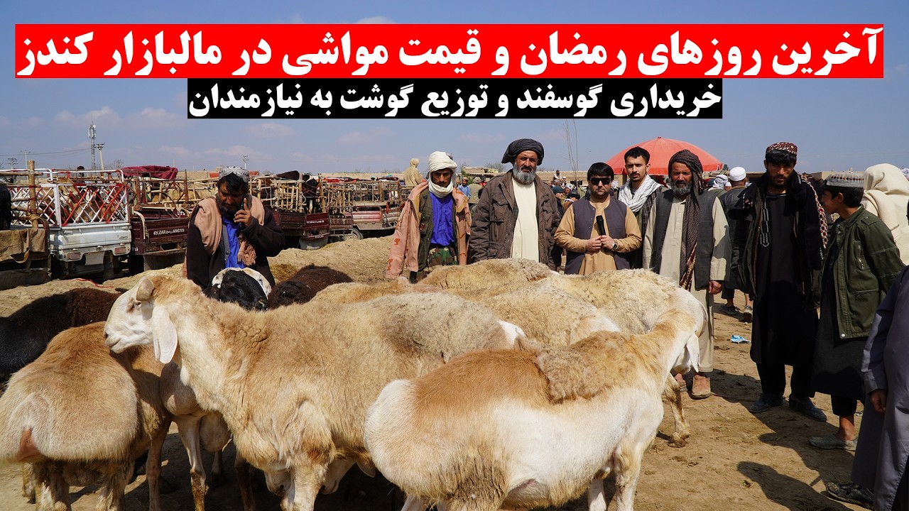 آخرین روزهای رمضان ونرخ ونوا در نقاش یا مالبازار کندز | خریداری گوسفند وتوزیع گوشت به نیازمندان