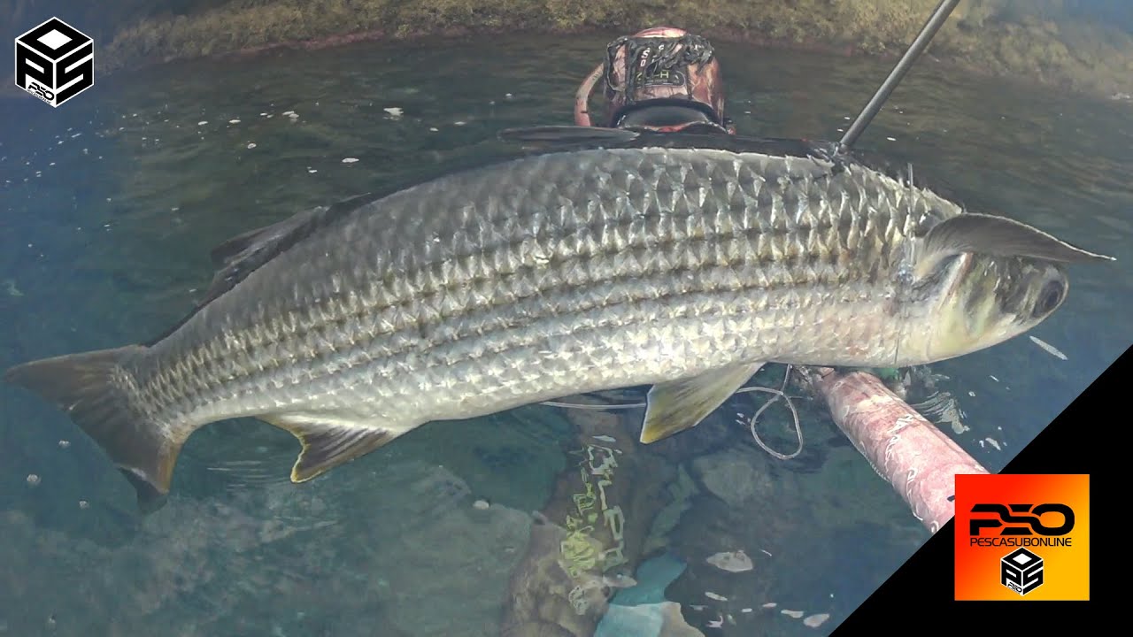 PESCASUB : Cefalo Gigante +5 KG Pesca nel bassofondo - Pesca subacquea - Spearfishing Big Mullet 😲