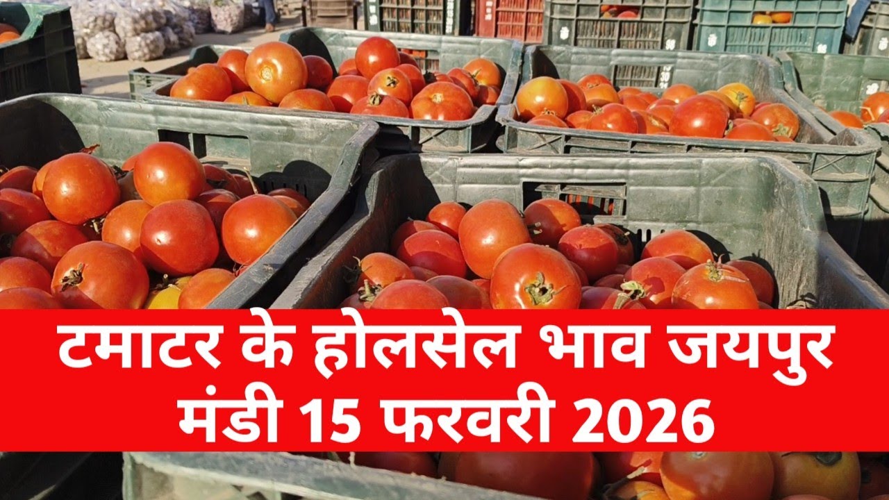 15 फरवरी 2026 टमाटर का होलसेल भाव जयपुर मुहाना मंडी / टमाटर का ताजा भाव / jaipur mandi bhav 