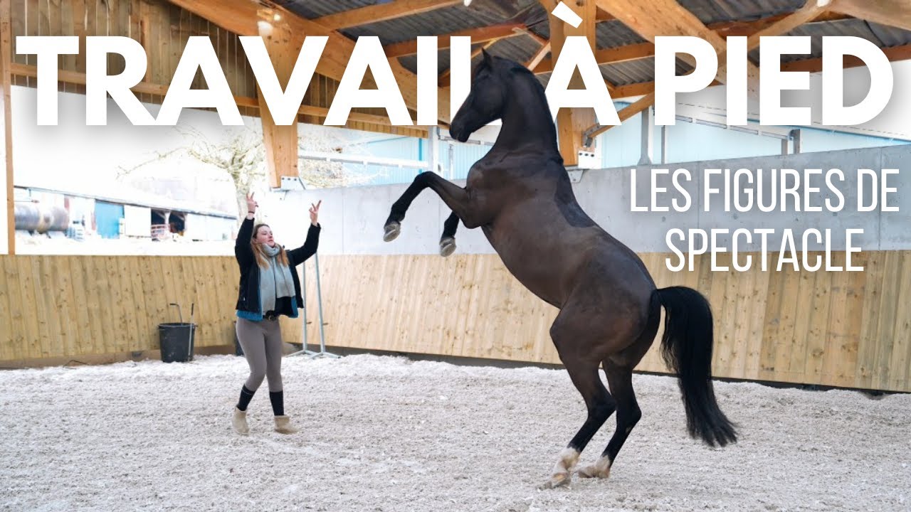 TAP : LES TOURS QUE MON CHEVAL A APPRIS 🐴🎪✨