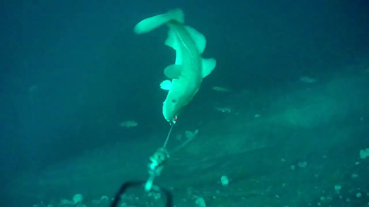 Underwater fishing camera. Cod and Halibut in Norway