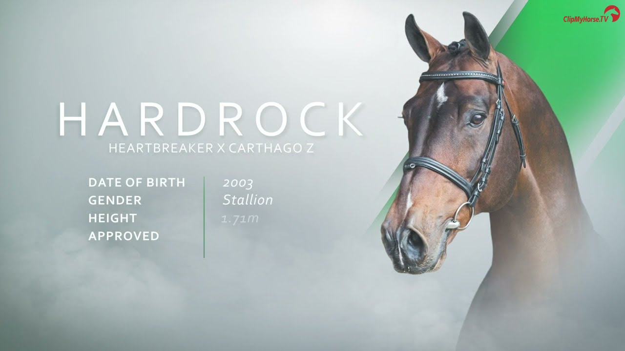 Hardrock Z VDL Stud Stallion Show 2021
