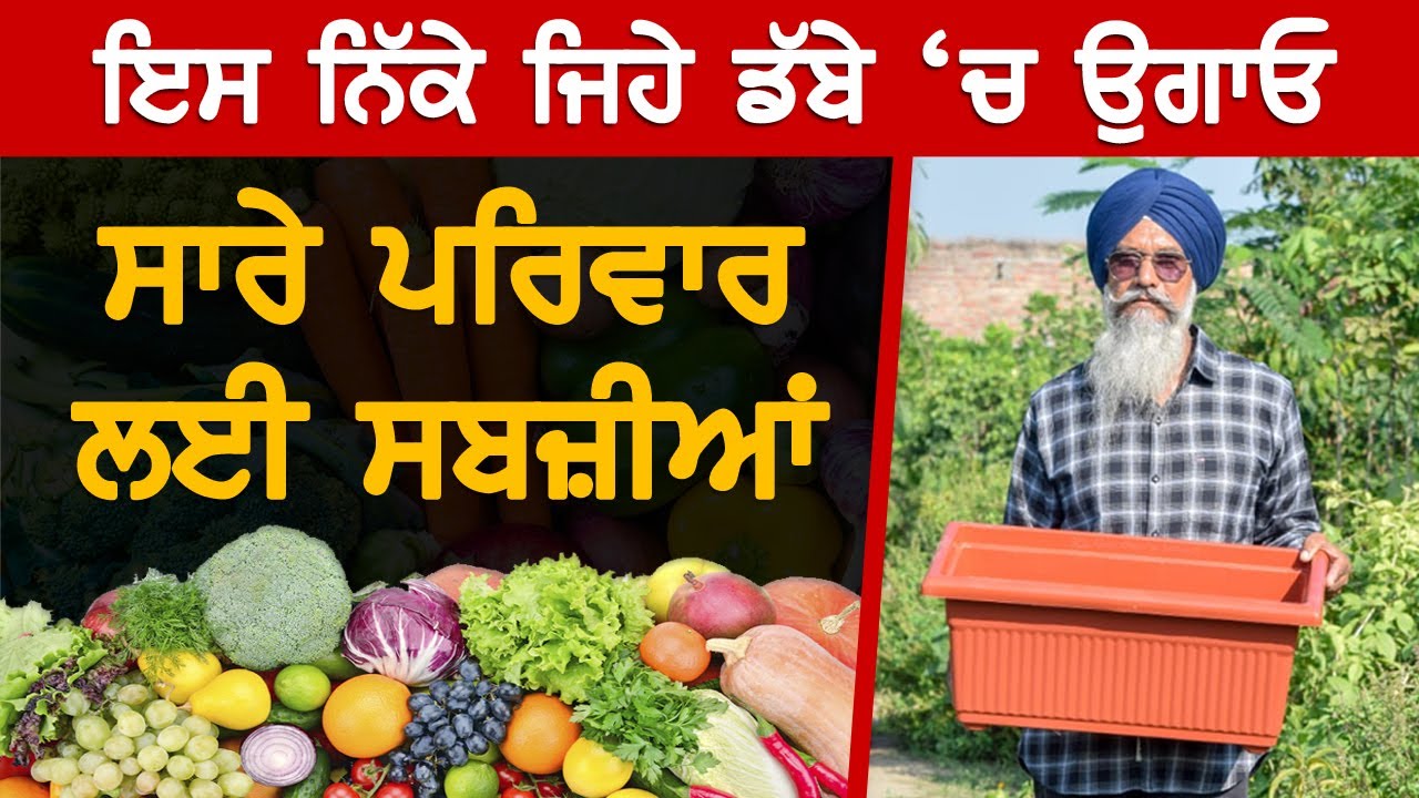 ਘਰੇ ਉਗਾਓ ਪੂਰੇ ਪਰਿਵਾਰ ਲਈ ਸਬਜ਼ੀਆਂ। Organic Vegetables | Akhar