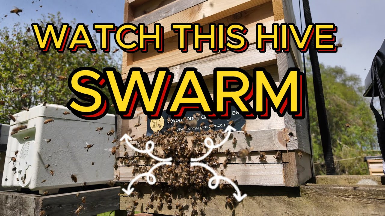 My bees swarm, as I film making 2 frame splits.