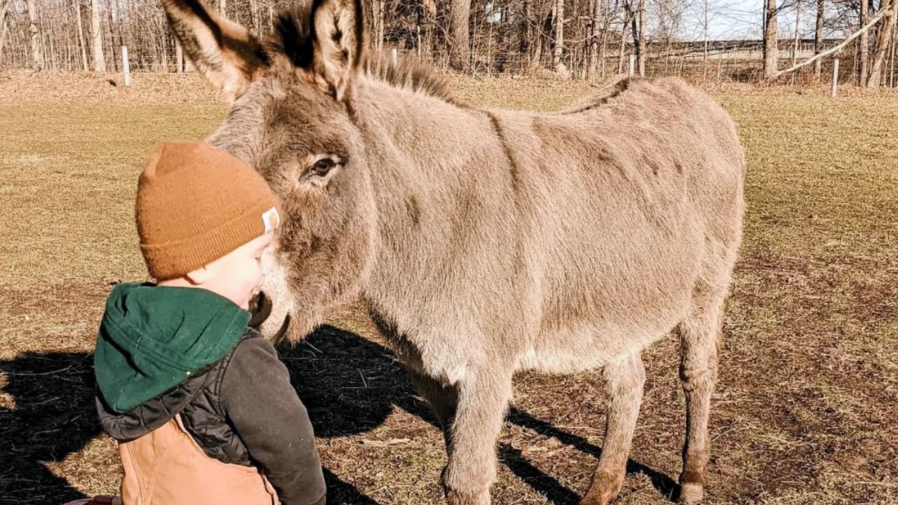 Why a Rescued Donkey Became the Perfect Guardian for a 3-Year-Old