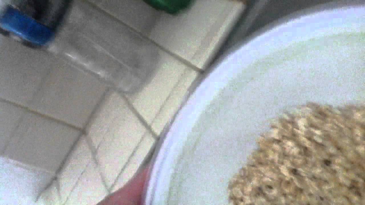 swatjustinx oat meal