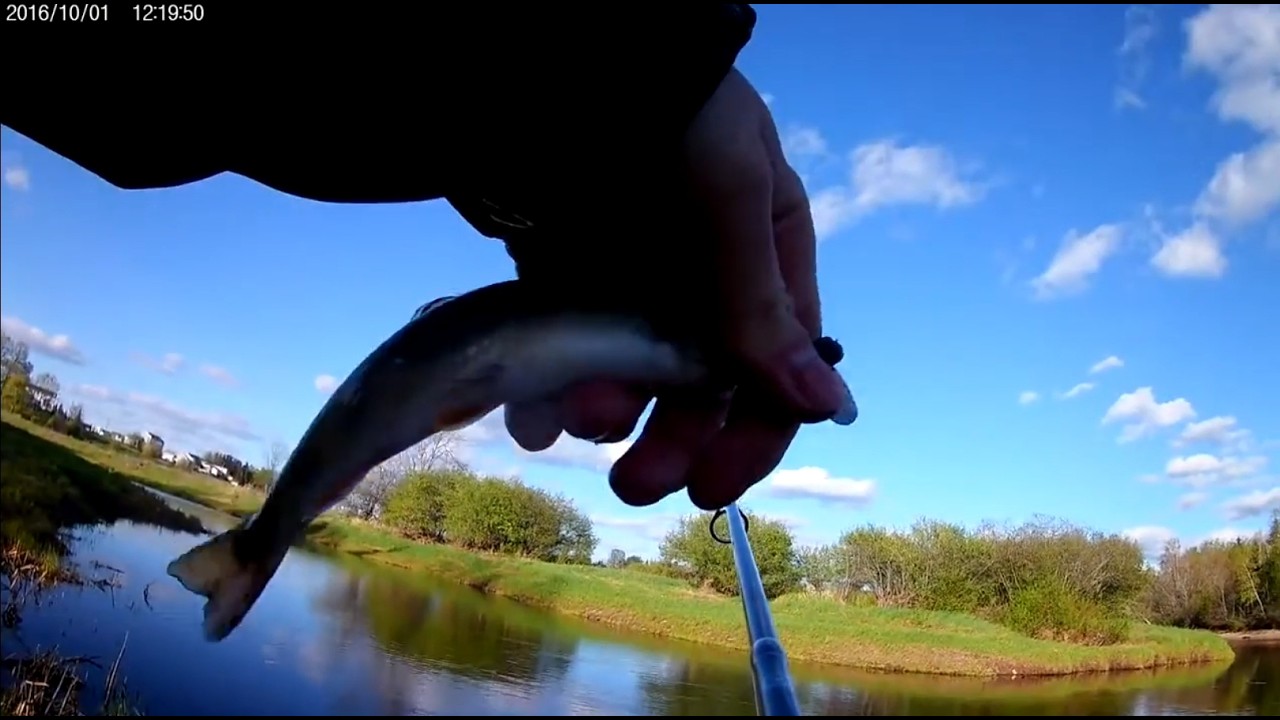 I Caught A Trout While Bank Fishing (New Brunswick Canada)