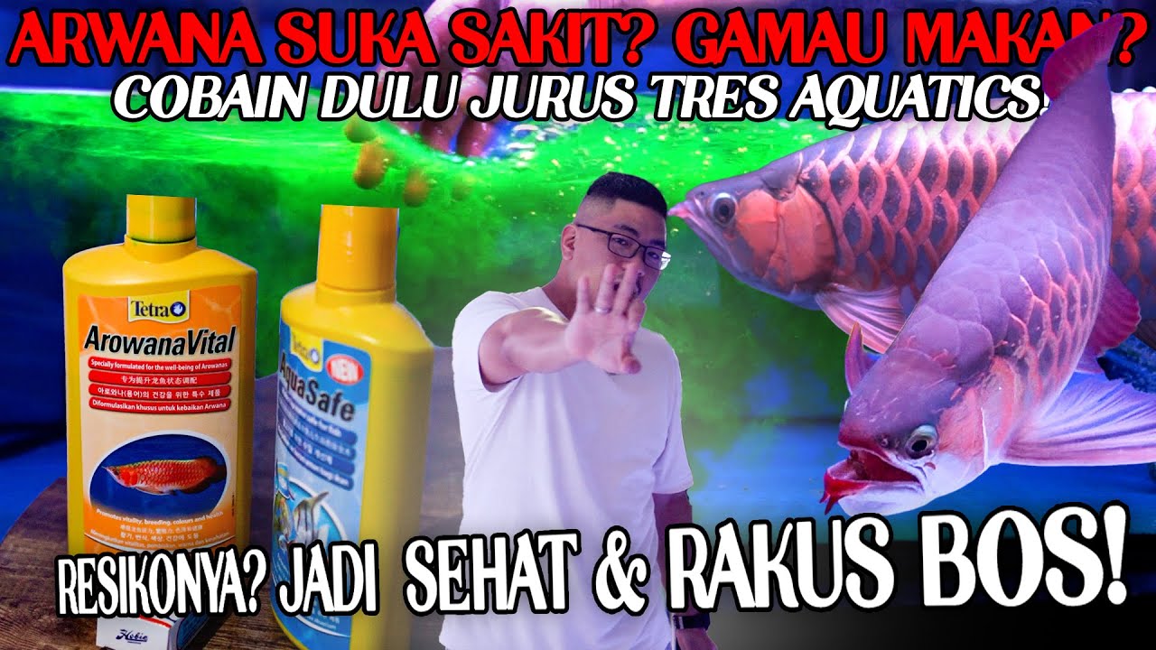 3 VITAMIN ARWANA WAJIB PUNYA! + SHARING DOSIS PAKAI & PERAWATAN!