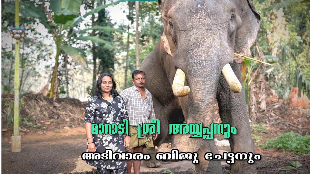 മാറാടി അയ്യപ്പൻ🐘 അമ്മയിൽ നിന്നും മാറ്റിയ കുഞ്ഞൻ 🐘❣️| അടിവാരം ബിജു| Maradi Ayyappan | T4Trip
