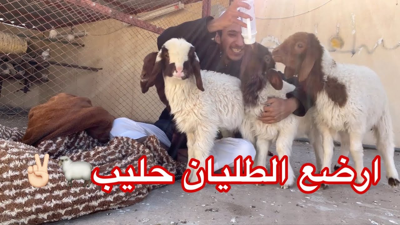 شريت طليان وحطيتهن ب السطح🐑