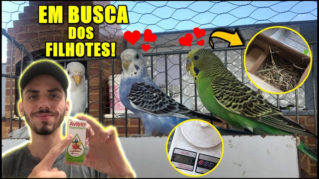 PREPARANDO NOSSOS PERIQUITOS PARA REPRODUÇÃO! *como utilizar avitrin reprodução*