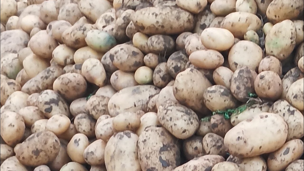 শুভ সন্ধ্যা বন্ধুরা সবাই কেমন আছো