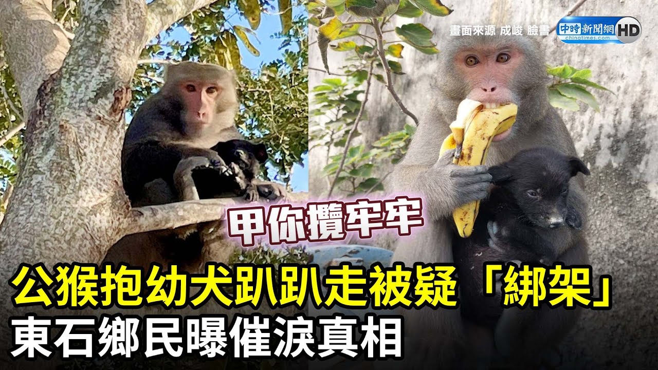 公猴抱幼犬趴趴走被疑「綁架」東石鄉民曝催淚真相