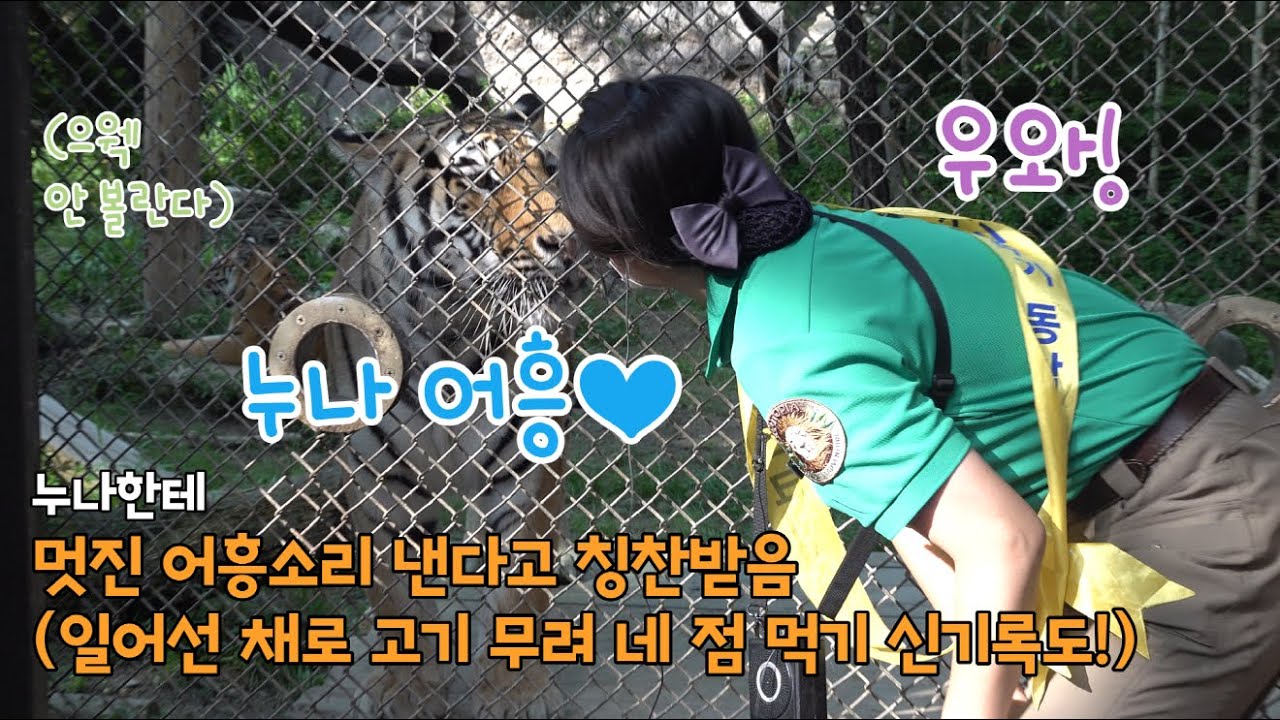 ★에버랜드 한국호랑이★ 