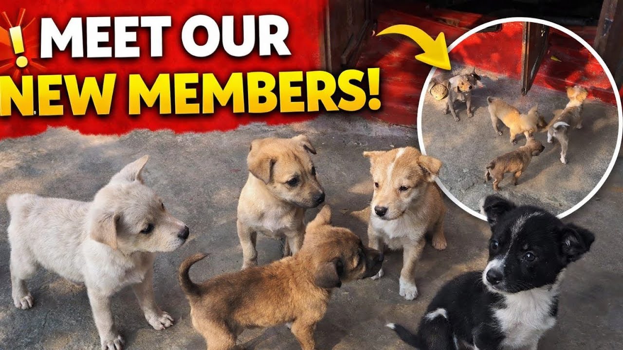 Puppy Gang Introduction 🐶🐶 | Day 258 | #viral #dailychallenge #vlog #kannada