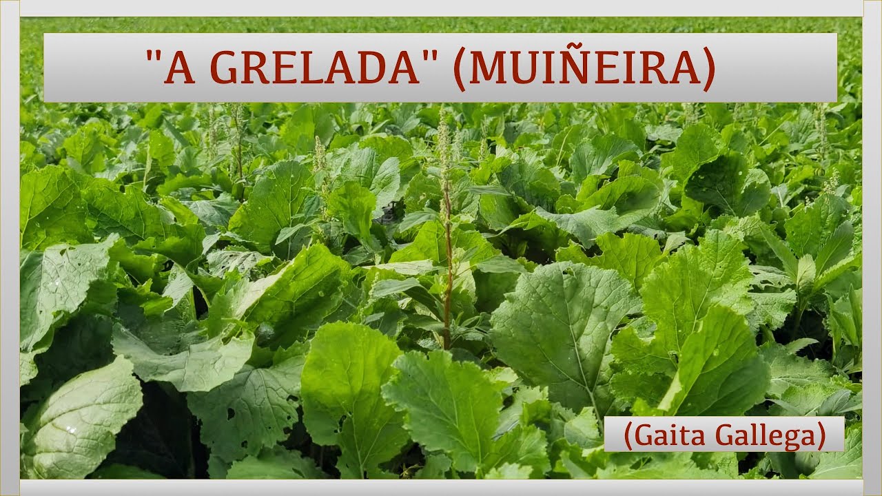 Muiñeira 🍀