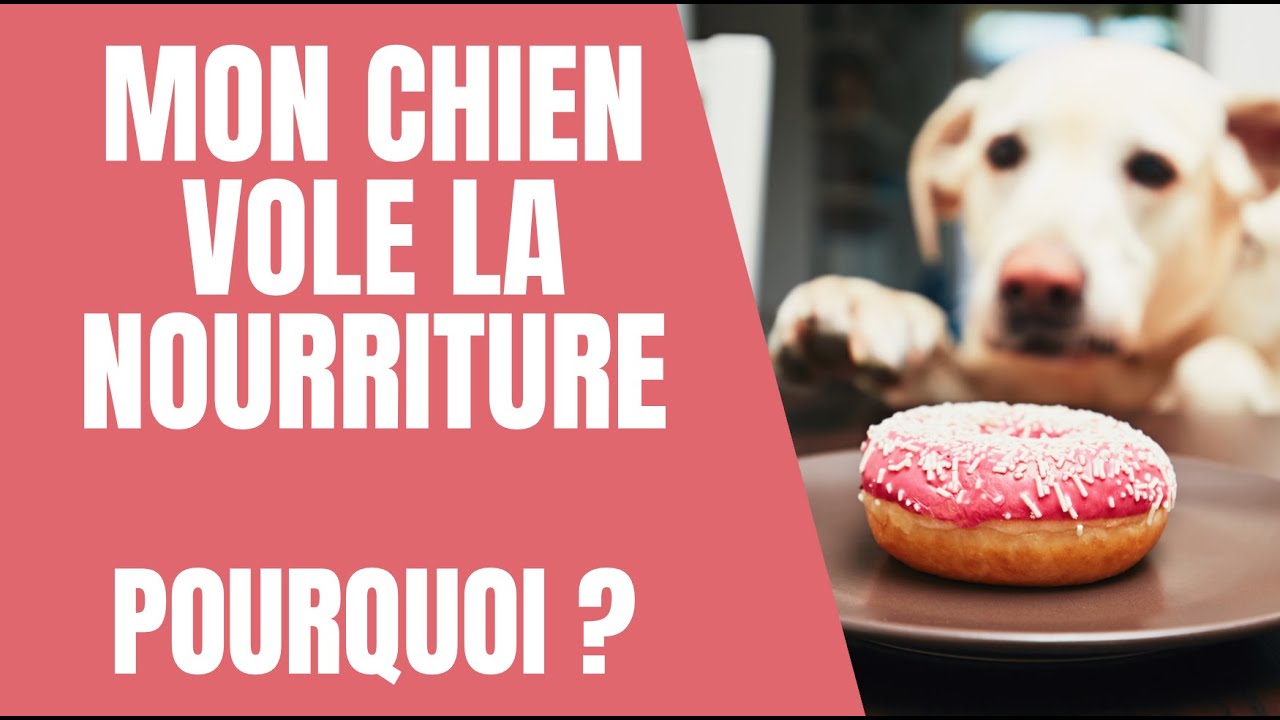 COMPORTEMENT DU CHIEN - POURQUOI MON CHIEN VOLE DE LA NOURRITURE ?