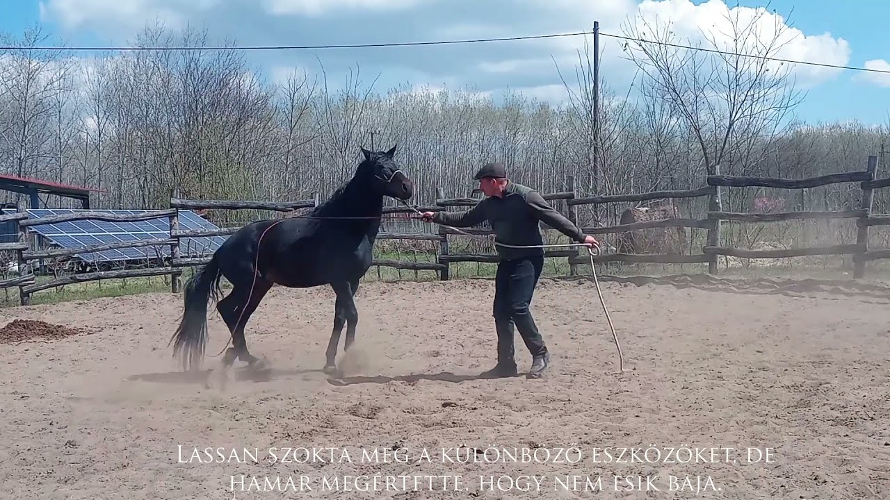 Furioso-70 Hóbort - 6 éves Furioso Csődör belovaglása (Első 2 hét)