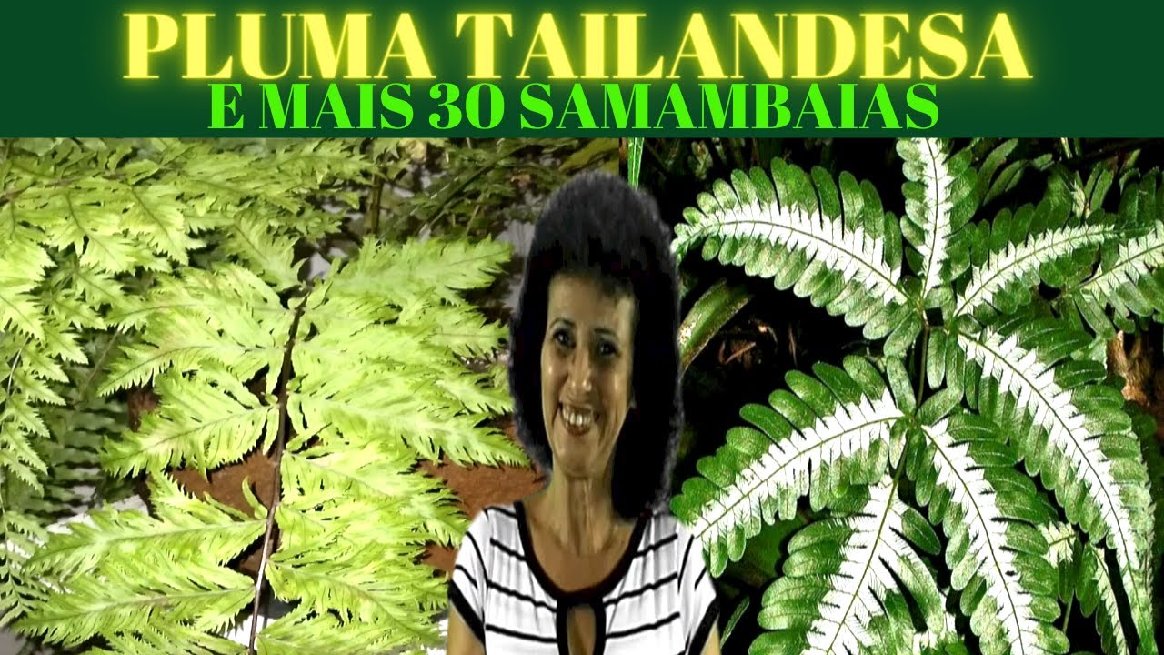 PLUMA TAILANDESA E MAIS 30 SAMAMBAIAS #PlumaTailandesa EMais30Samambaias