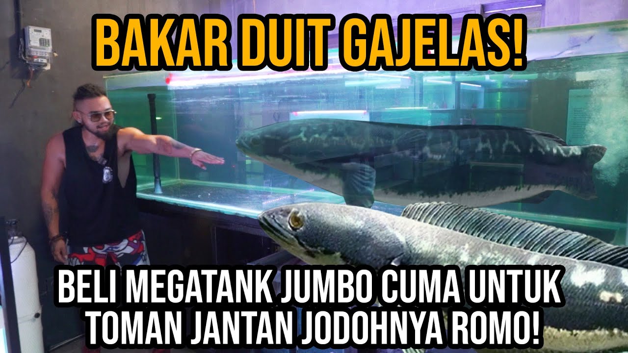 GAK MASUK AKAL! BAKAR DUIT GAJELAS BELI MEGATANK JUMBO CUMA UNTUK TOMAN JANTAN JODOHNYA ROMO!