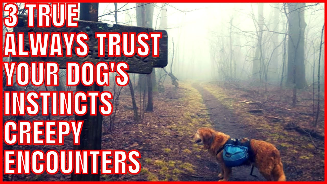 3 True Always Trust Your Dog's Instincts Creepy Encounters With Strangers