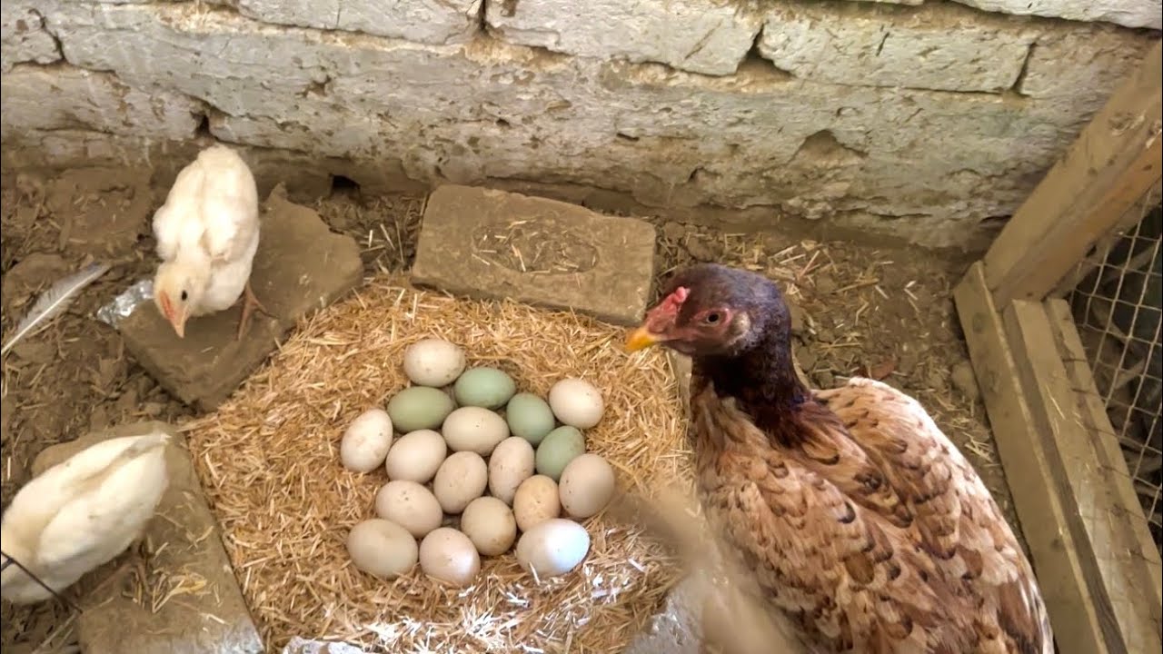 Mysterious Eggs Pyy Murgi Betha Dii 😍 Murgi Udhaar Lyy Lee 