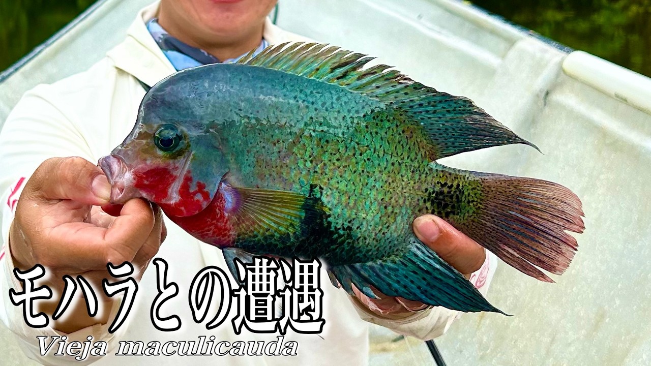 川にこんな青い魚がいるなんて！【ターポン釣行】焼け落ちたニカラグアのジャングル奥地にて