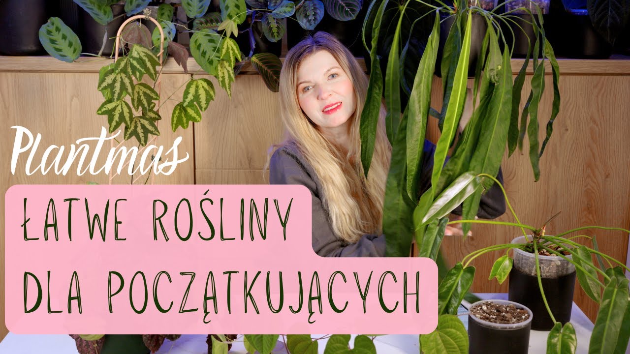 Łatwe rośliny dla początkujących których nie ma każda koleżanka