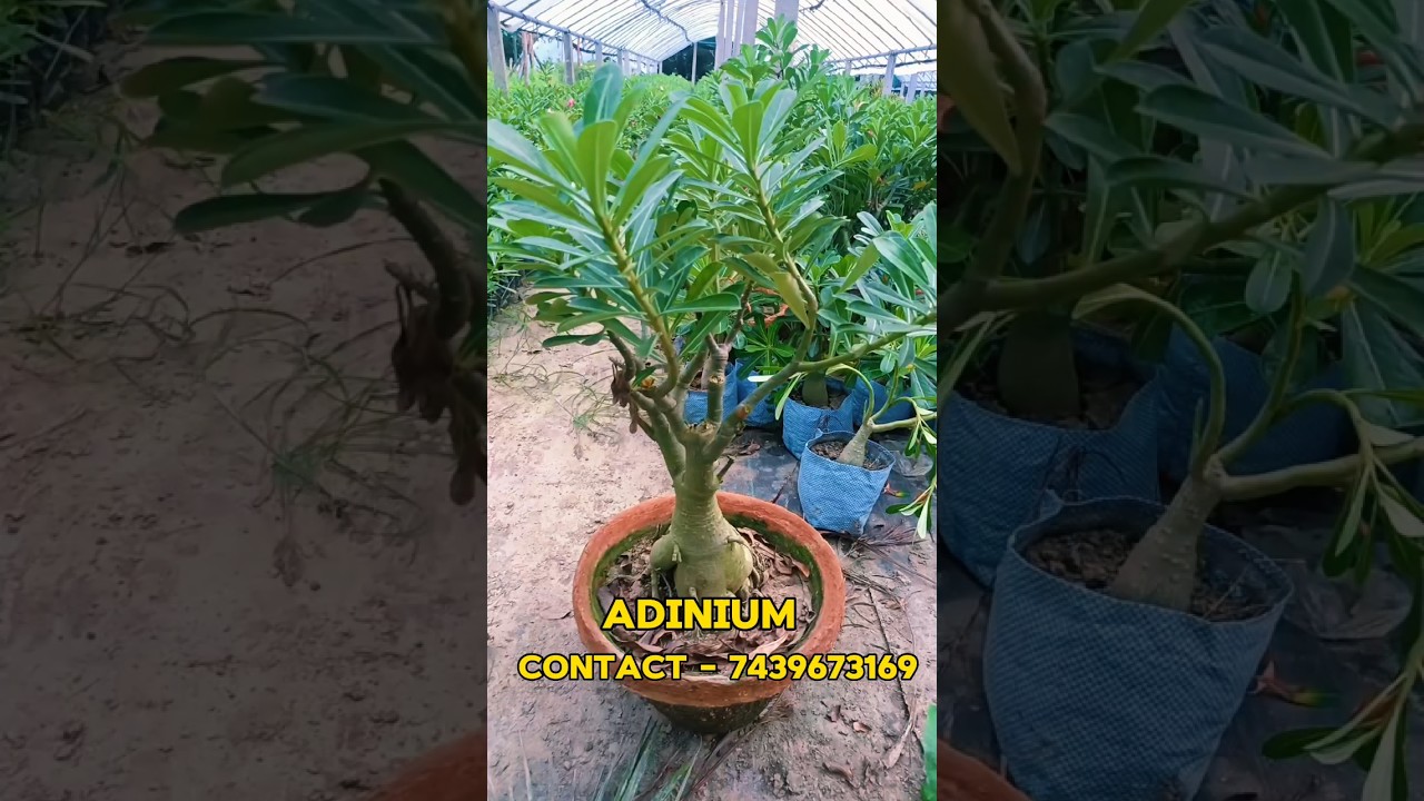 BIG ADINIUM PLANT FOR YOUR HOME🥳| KOLKATA🤩| PLANTS PLATFOR🌿 | OUTDOOR & INDOOR🪴| 
