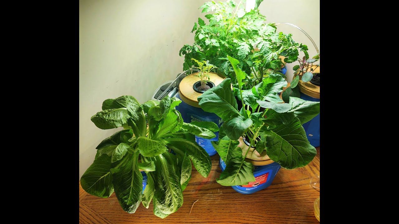 The Frugal Garden: Home Salad Bar Garden PT 2 | 