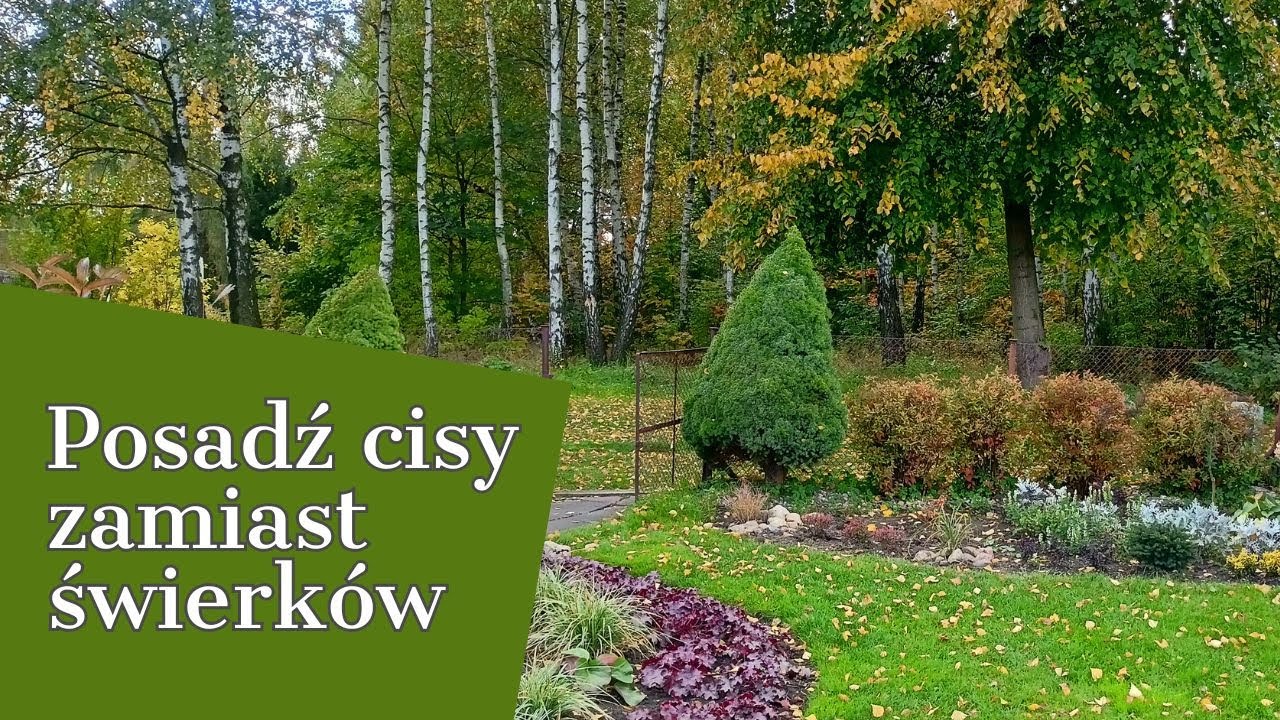 POSADŹ CISY ZAMIAST ŚWIERKÓW