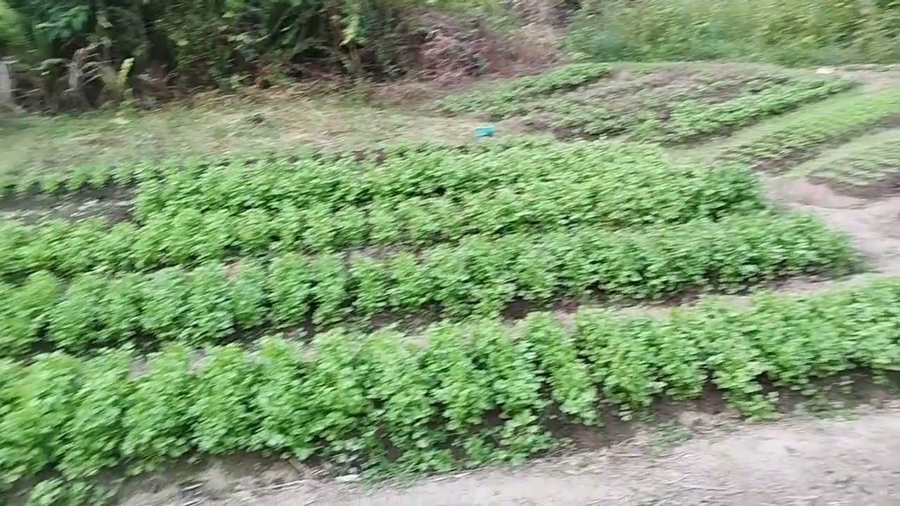 E teve colheita na horta.. mais um dia na roça..#roça #agriculturaregenerativa #vidanaroça #agro ..