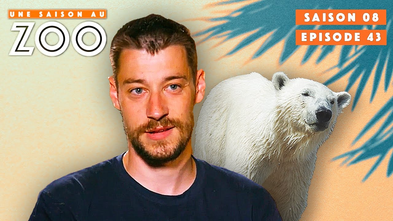 Training de Taïko l'Ours Polaire avec Jonathan ! | S08EP43 | Émission Intégrale | Une Saison Au Zoo