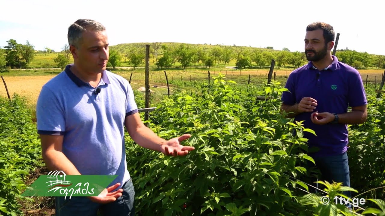 #ფერმა კენკროვანი კულტურები - ჟოლოს ბაღი დედოფლისწყაროში