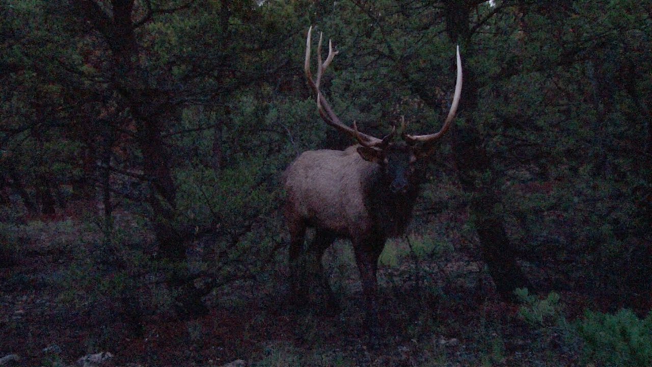 Giant Screaming Non-Typical Bull Elk at 14 Yards; 