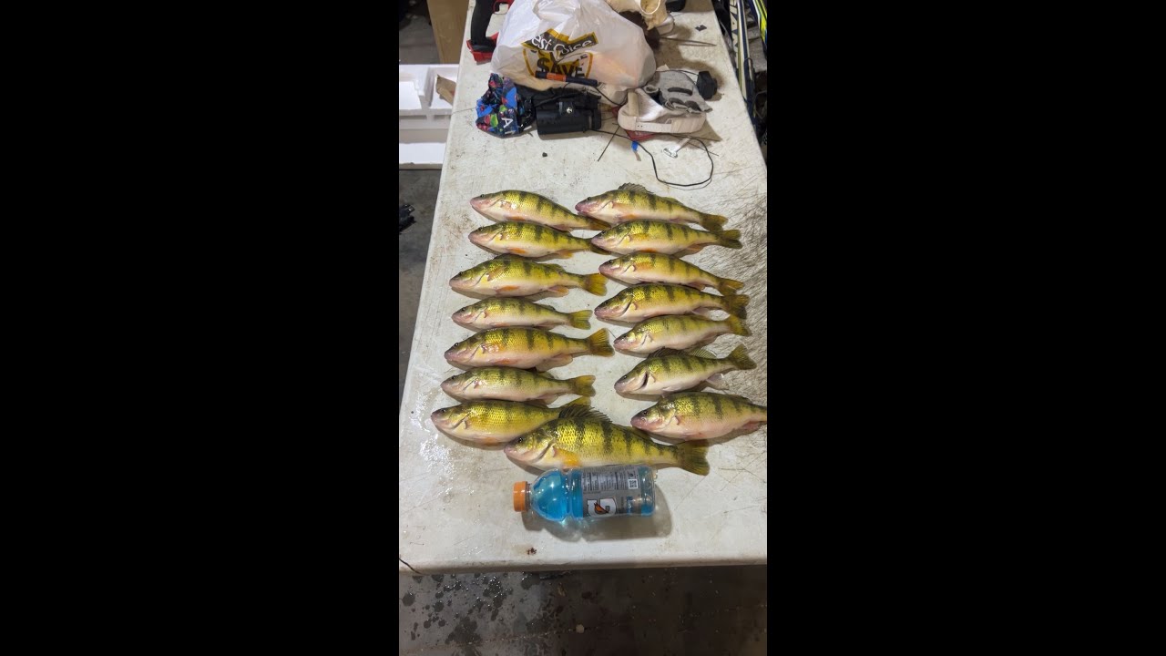 Ice Fishing for GIANT Perch (PB BROKEN)